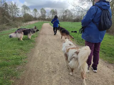 Os Cours : Apprendre À Comprendre Son Chien