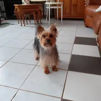 Nathaly S Dogs