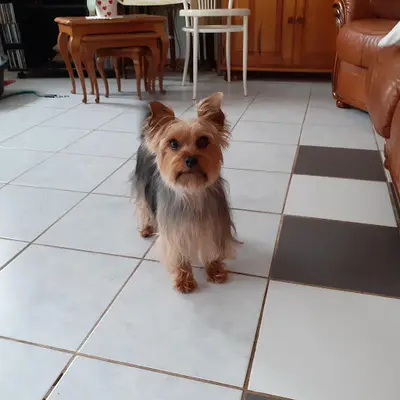 Nathaly S Dogs