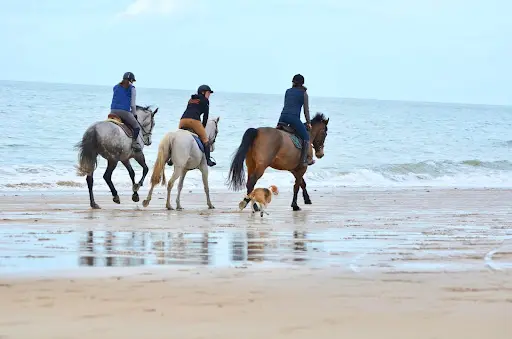 Les Ecuries du Taillais
