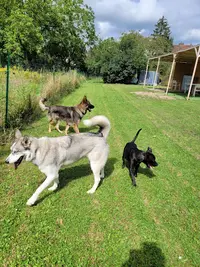 Abc Dog Center Comportement Canin