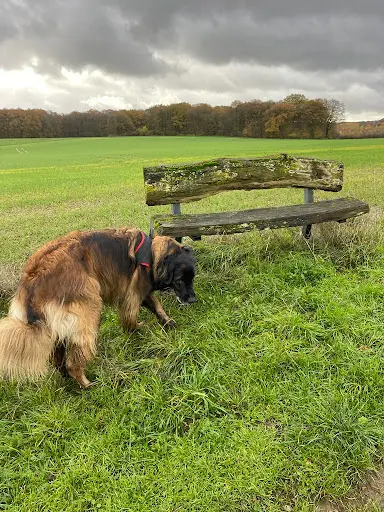 Besoins Canins – Educateur et Comportementaliste Canin Yutz