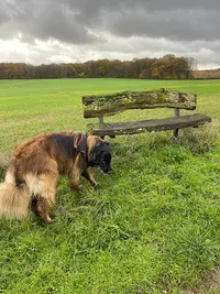 Besoins Canins – Educateur et Comportementaliste Canin Yutz