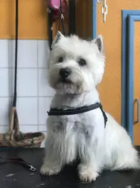 Dog Story