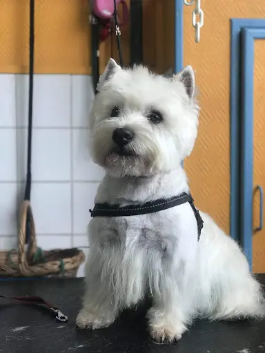 Dog Story