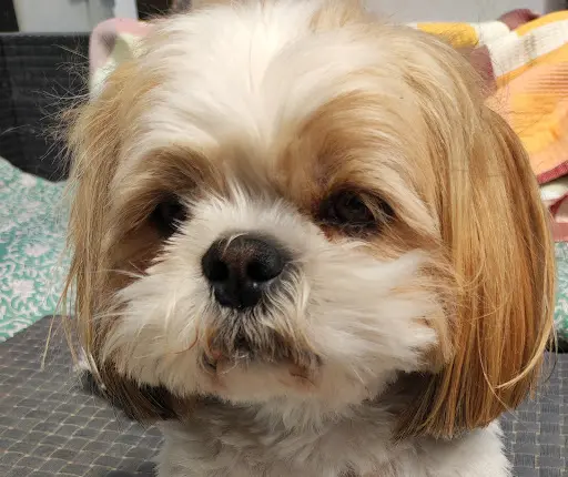 La Gent Canine