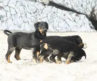 Elevage du Stuyver Veld